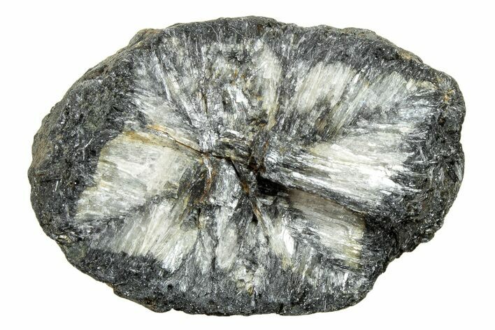 Fluorescent Chiastolite Andalusite - Kola Peninsula, Russia #244391